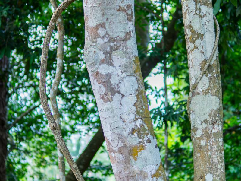Massive tropical hardwood tree in dense forest